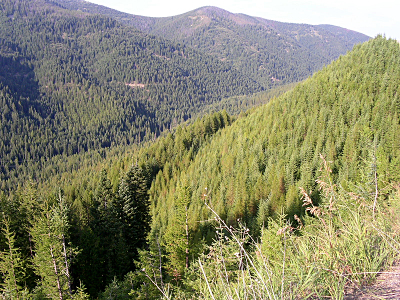 [Evergreens down the hillside along the valley and back up the mountains on the opposite side.]